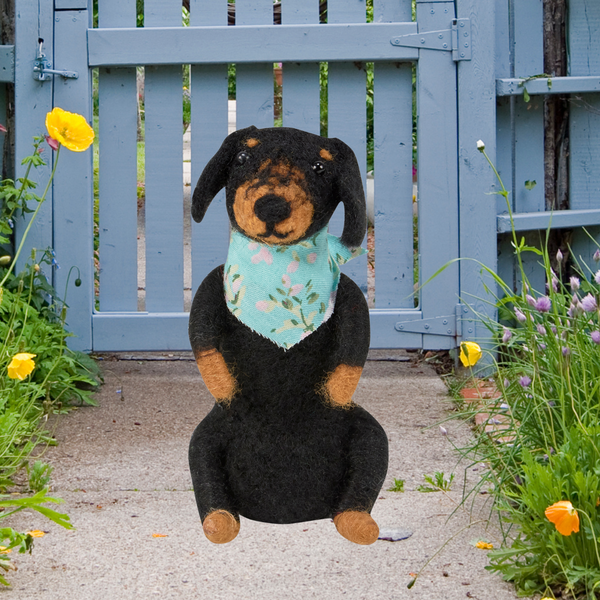 Dachshund