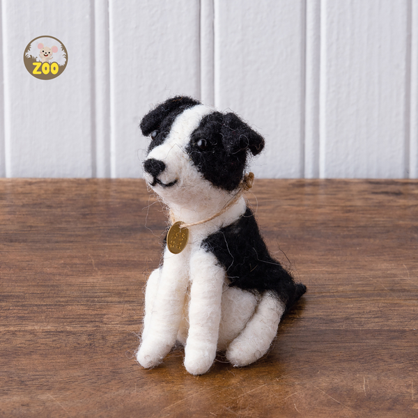 Border Collie Puppy